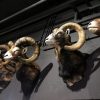 Large collection of stuffed mouflon heads