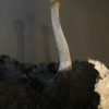 Opgezette Struisvogel