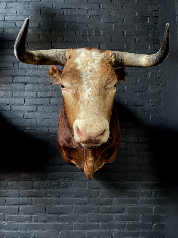 Mounted bull's head