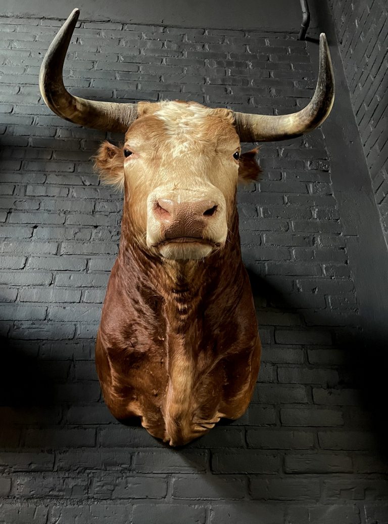 Mounted bull's head