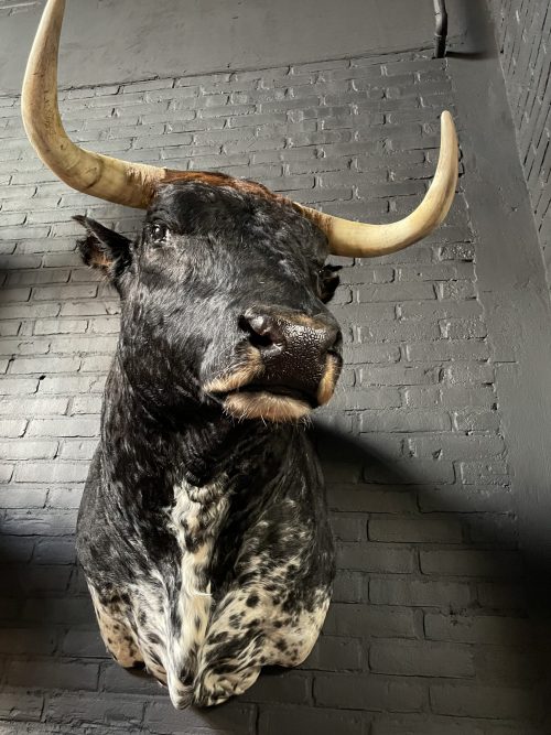 Mounted head of a bull