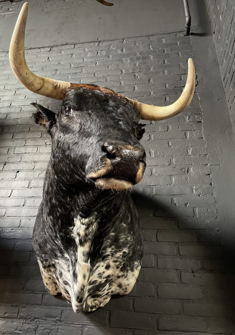 Mounted head of a bull