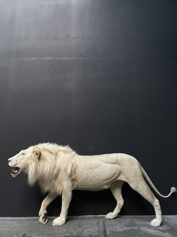 Opgezette witte leeuw. Opgezette leeuw