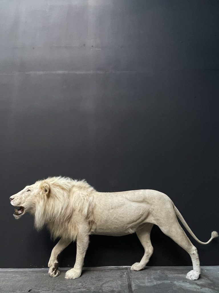 Mounted white lion. Taxidermy lion