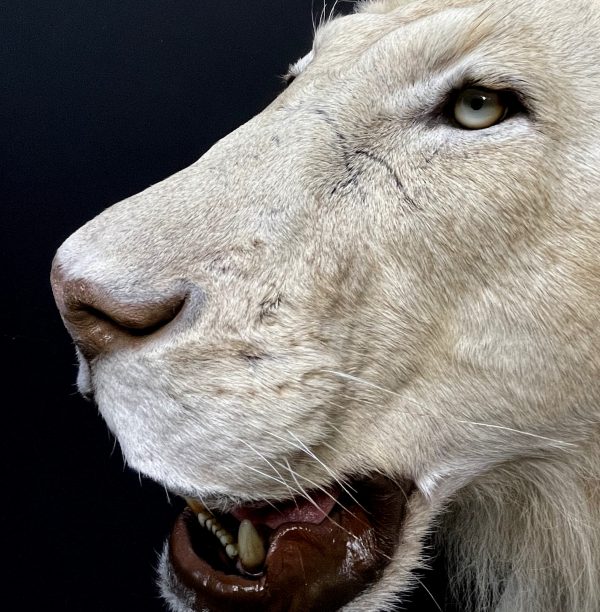 Mounted white lion. Taxidermy lion