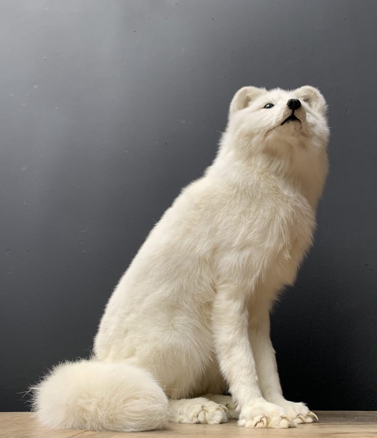 Beautiful taxidermy artic fox