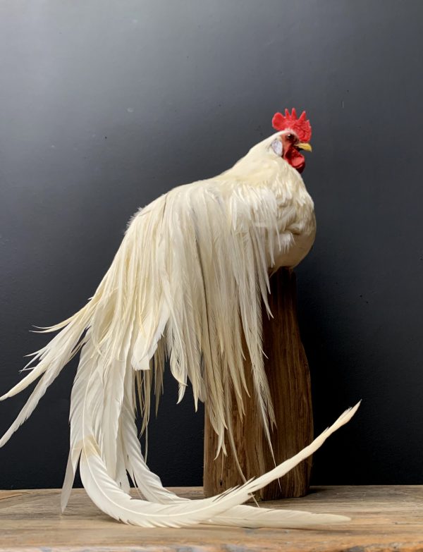 Taxidermy Onagadore rooster