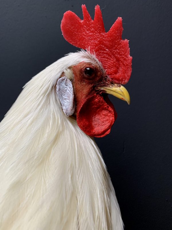 Taxidermy Onagadore rooster