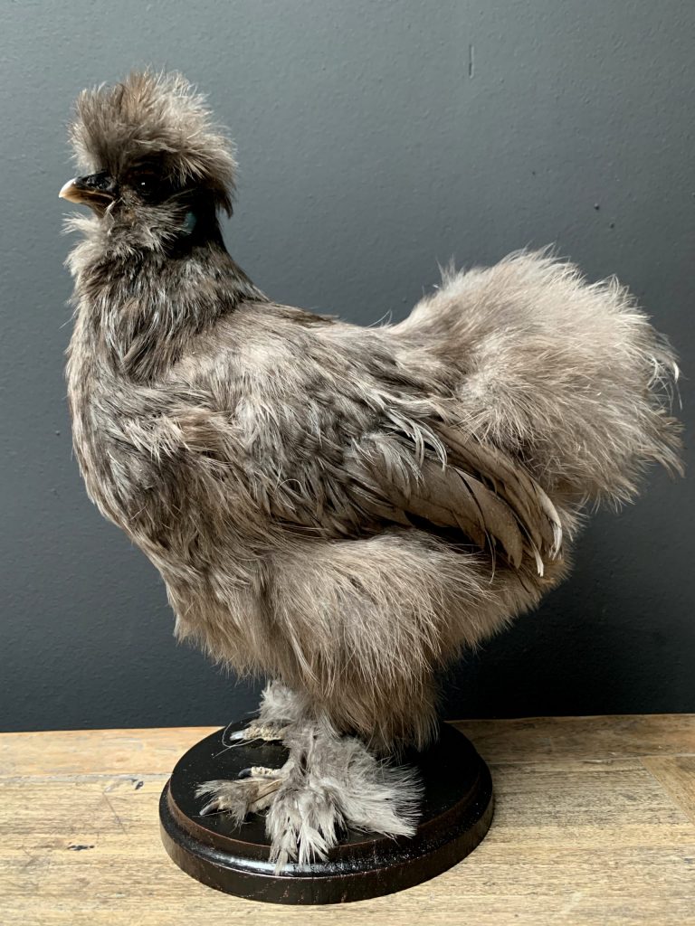 Taxidermie Huhn, Seidenhuhn