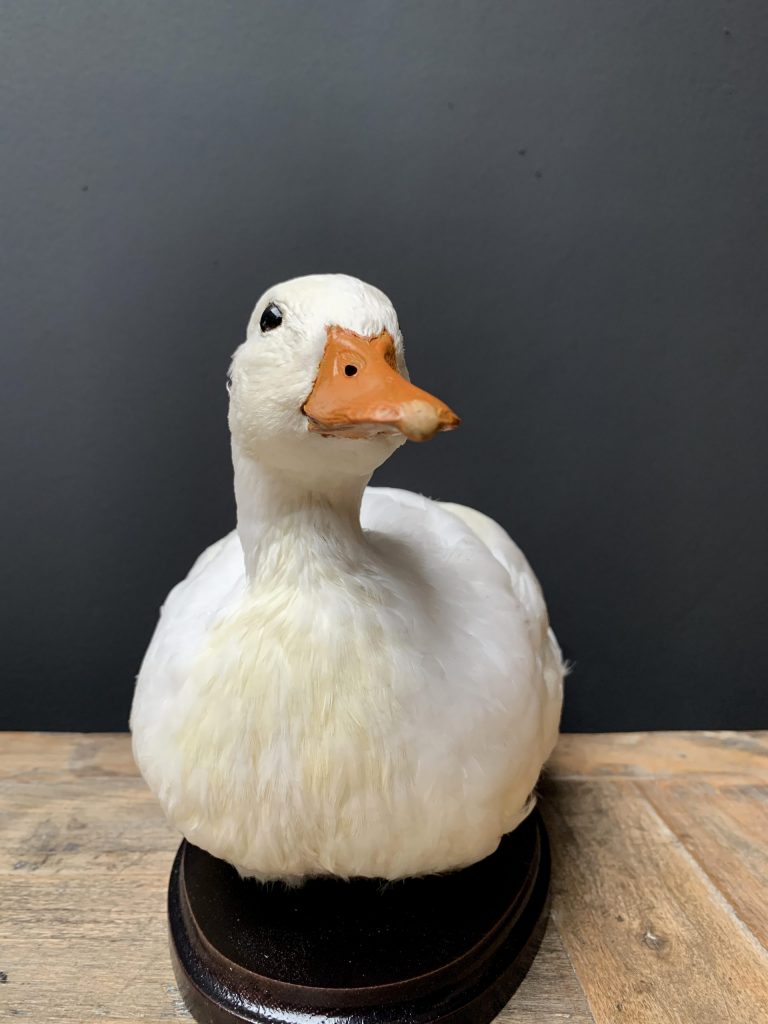 Taxidermie weiße Ente