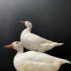 Taxidermie weiße Ente
