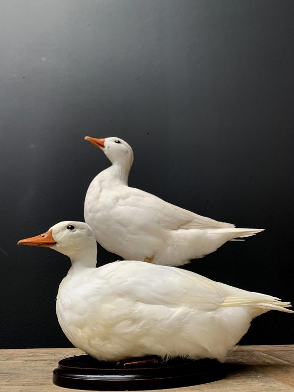Taxidermie weiße Ente