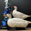 Taxidermie weiße Ente