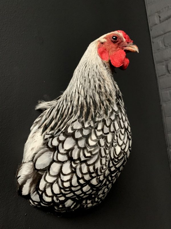 Taxidermy chicken head