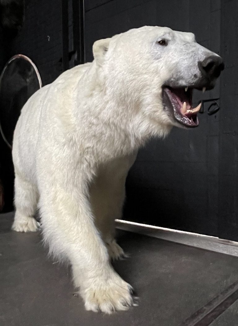 Taxidermy polar bear