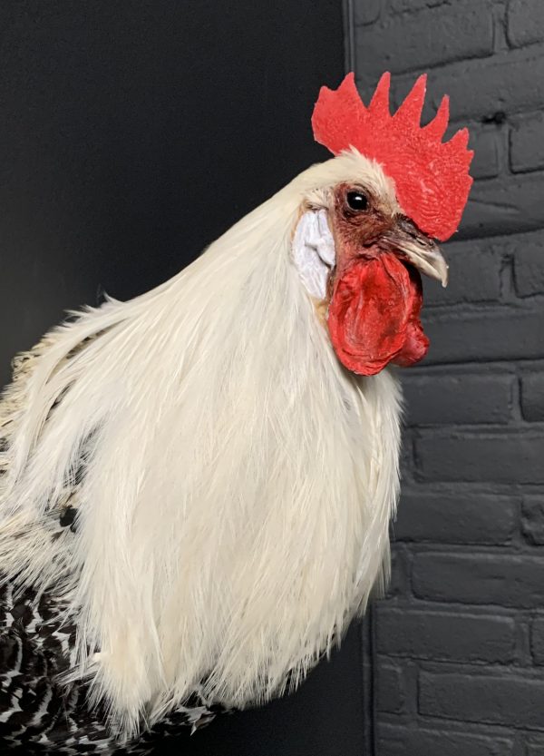 Taxidermy head of a rooster