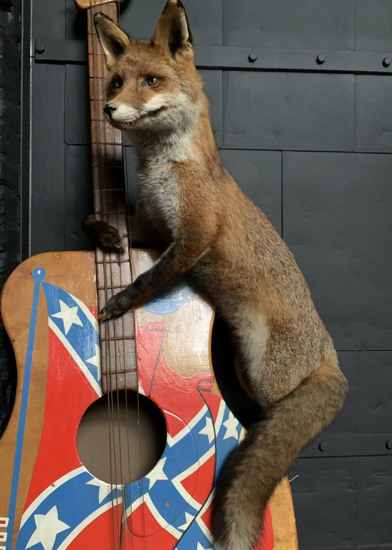 Taxidermy musical fox