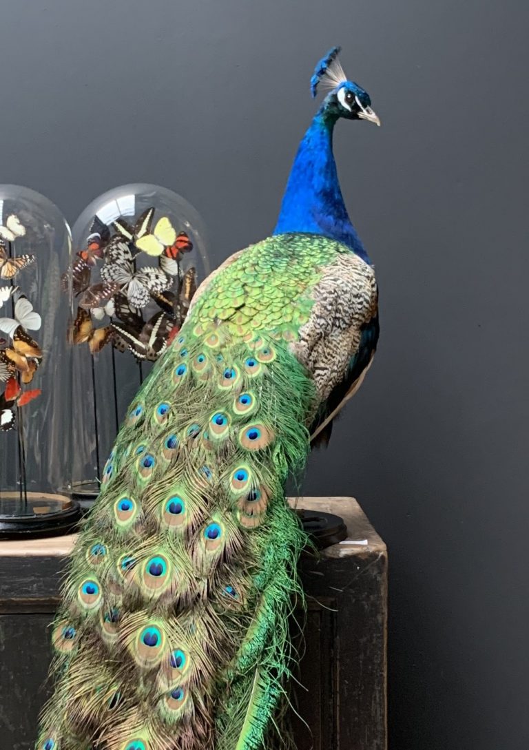 Taxidermie Pfau