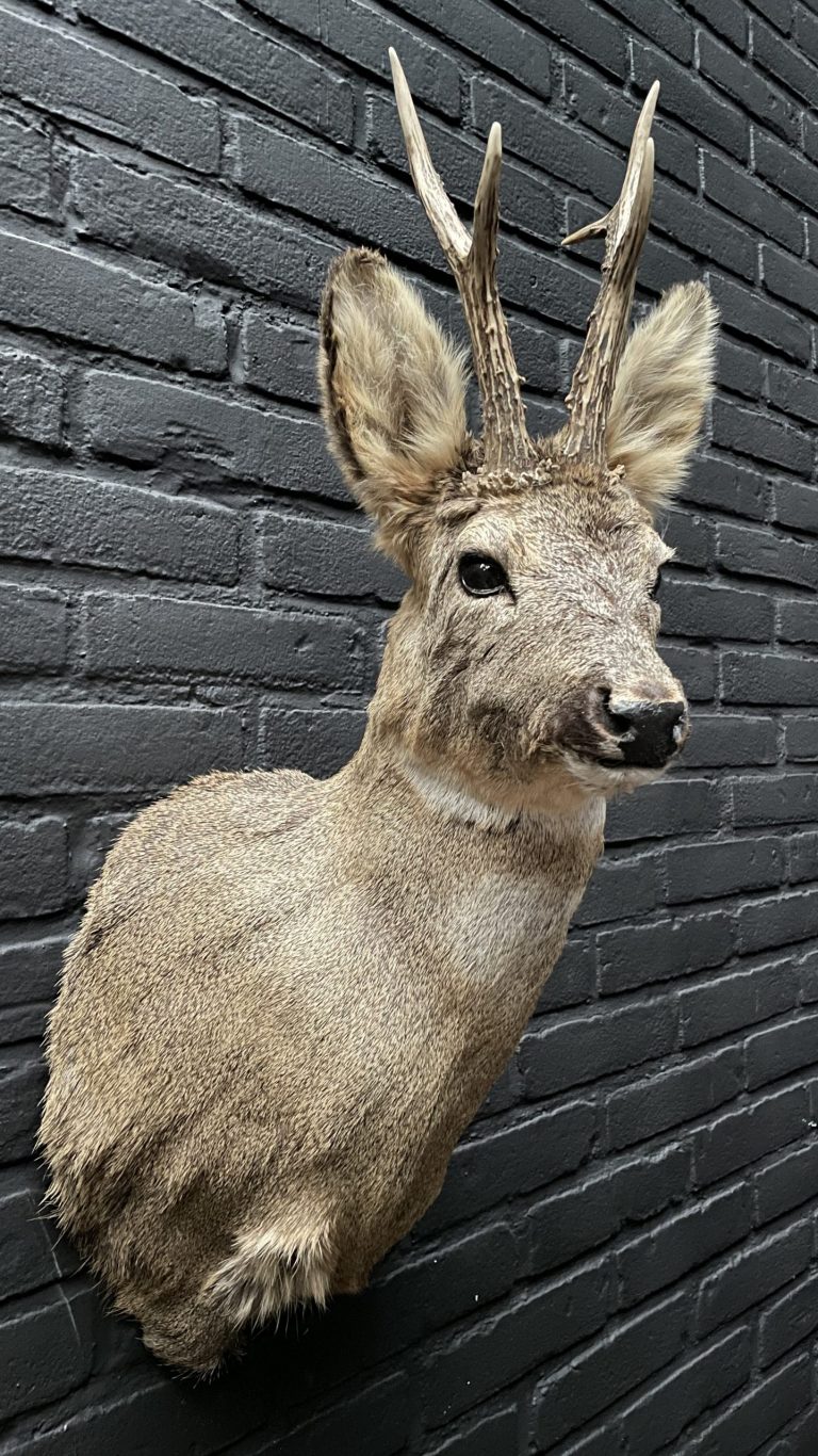 Recently stuffed roebuck in winter coat