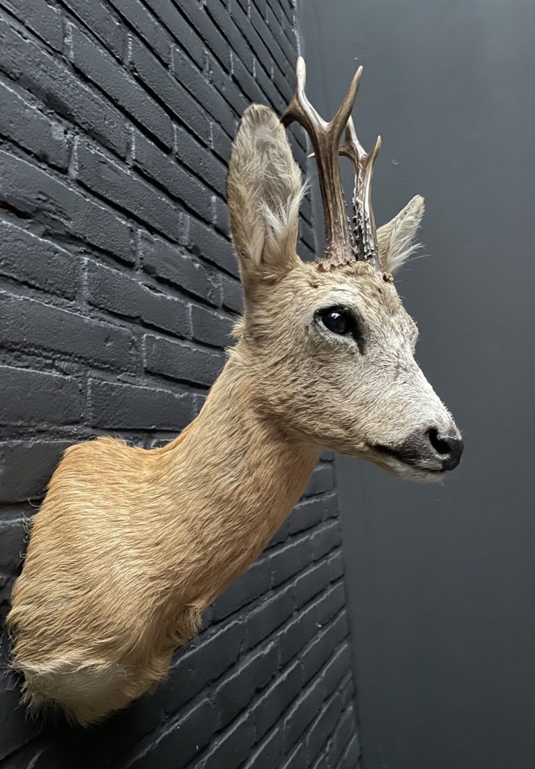 Recently stuffed roebuck