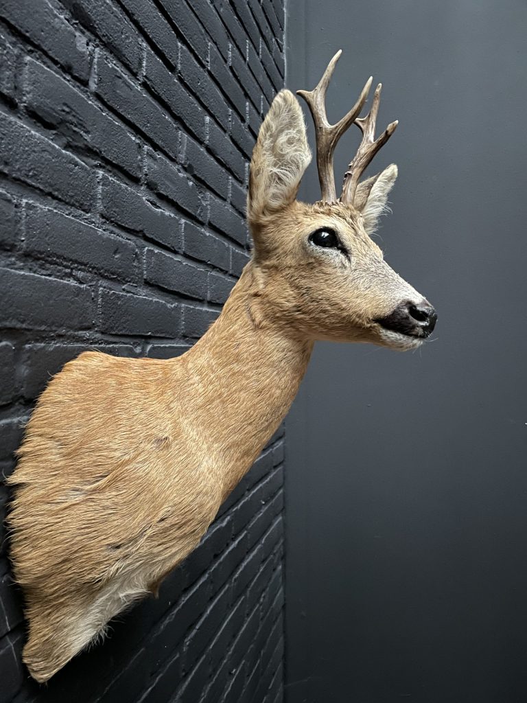 Recently made taxidermy roebuck