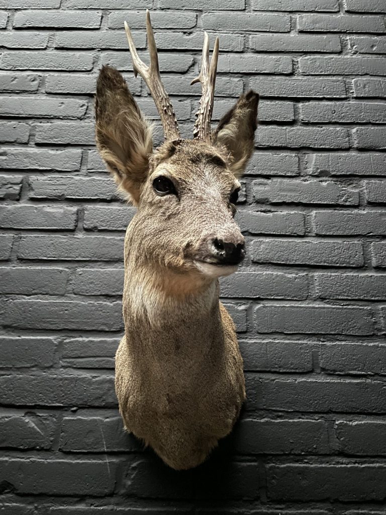 Mounted head of a roebuck in winter coat