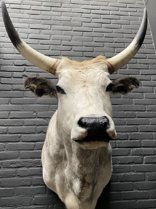 Taxidermy head of a large Hungarian bull