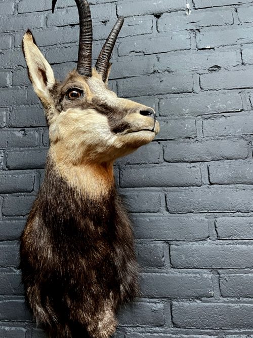 Mounted head of a chamois