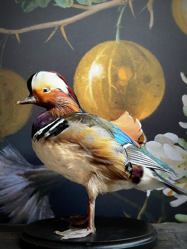 Taxidermy mandarin duck