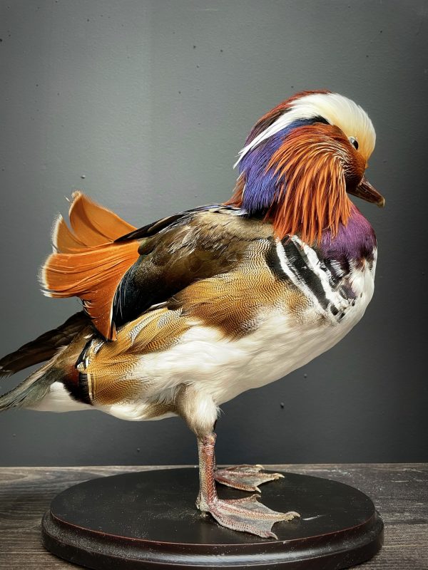 Taxidermy mandarin duck