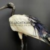 Mounted sacred ibis