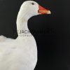 Taxidermy head of a goose