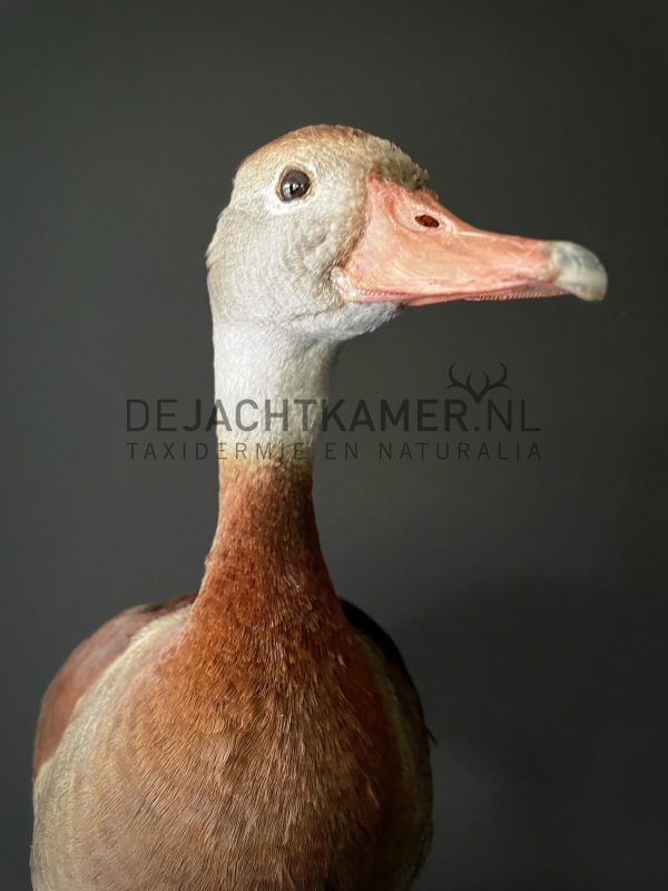 Mounted tree duck
