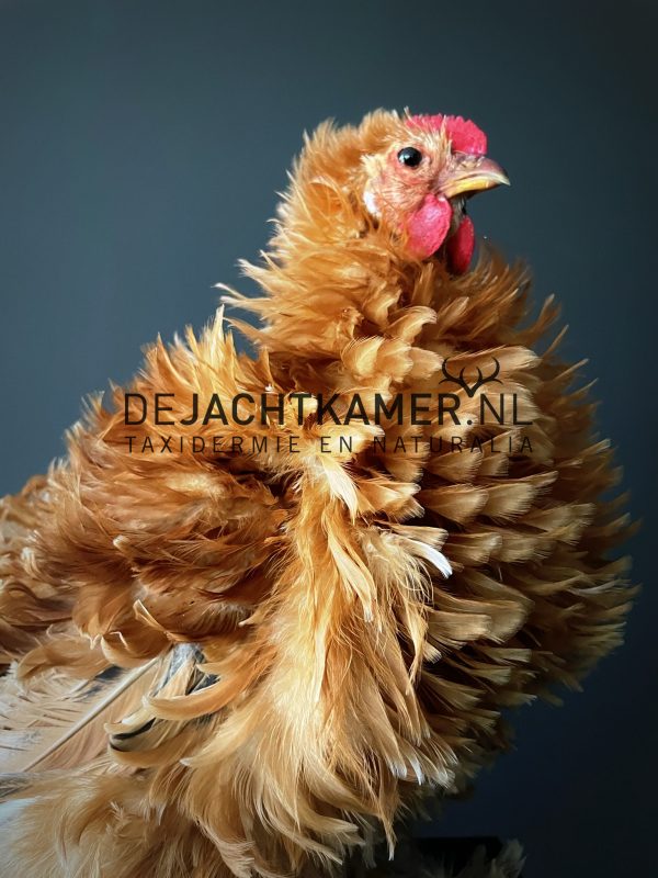 Stuffed chicken, Cochin curly feather hen