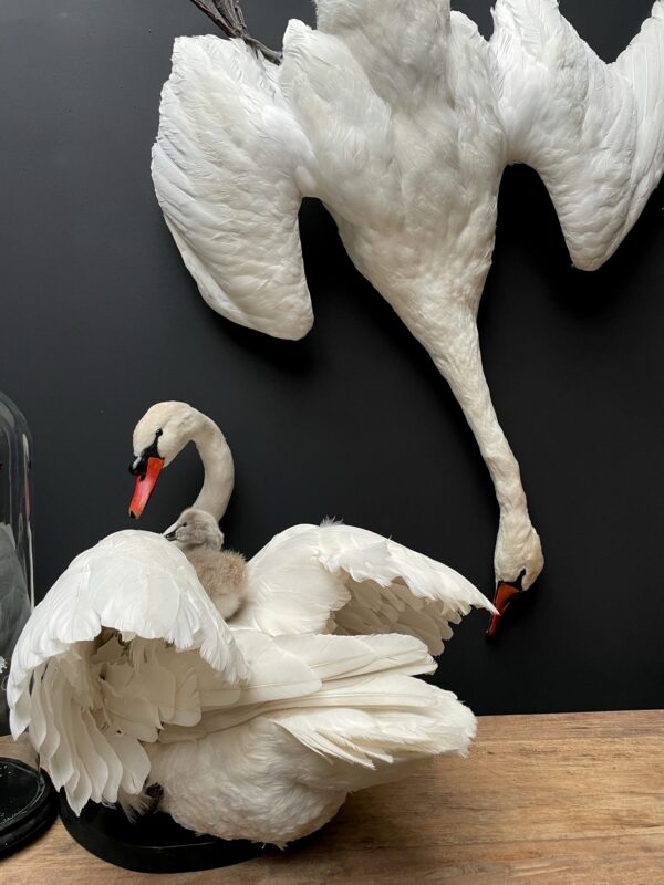 Stuffed mute swan as a still life
