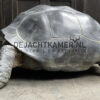 Nachbildung einer Seychellen Riesenschildkröte