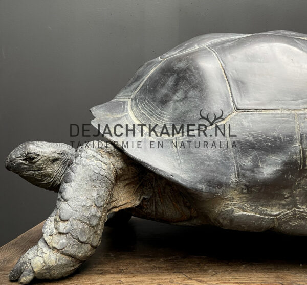 Nachbildung einer Seychellen Riesenschildkröte