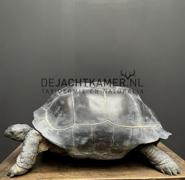 Replica of a Seychelles giant tortoise