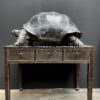 Replica of a Seychelles giant tortoise