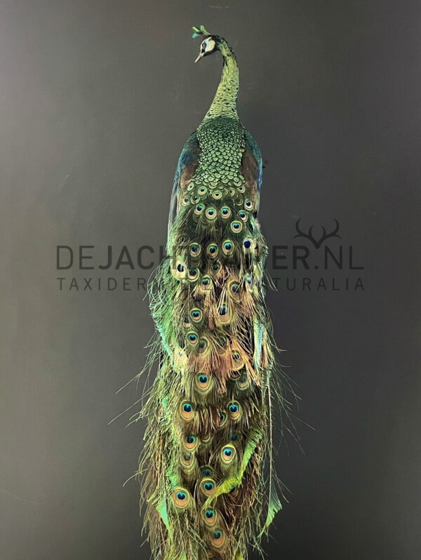 Mounted Java peacock (Pavo muticus)