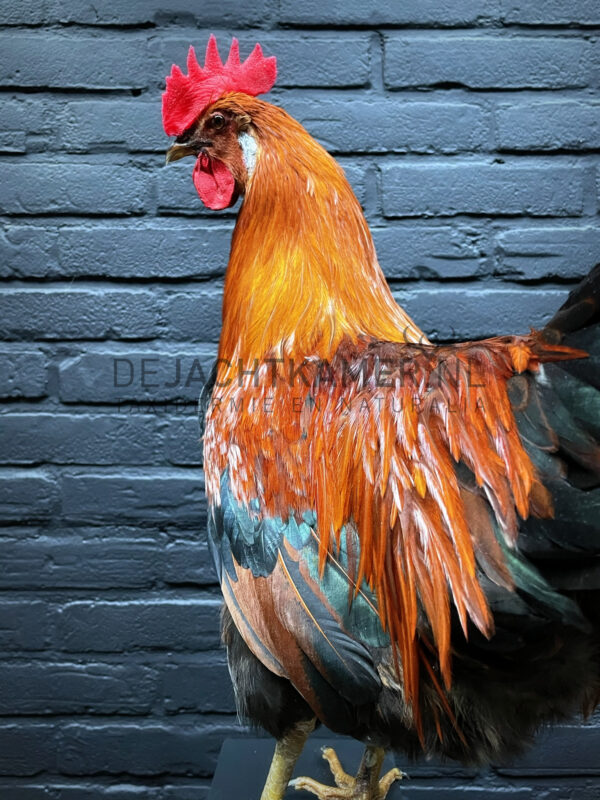 Mounted colorful rooster on black pedestal