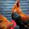 Mounted colorful rooster on black pedestal