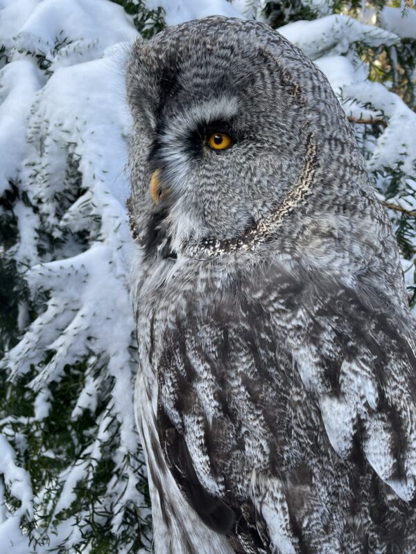 Recently stuffed great grey owl