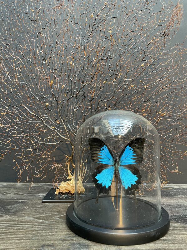 Moderne stolp gevuld met een prachtige vlinder