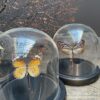 Moderne kleine Kuppel mit schönem Schmetterling