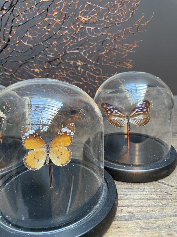 Moderne kleine Kuppel mit schönem Schmetterling