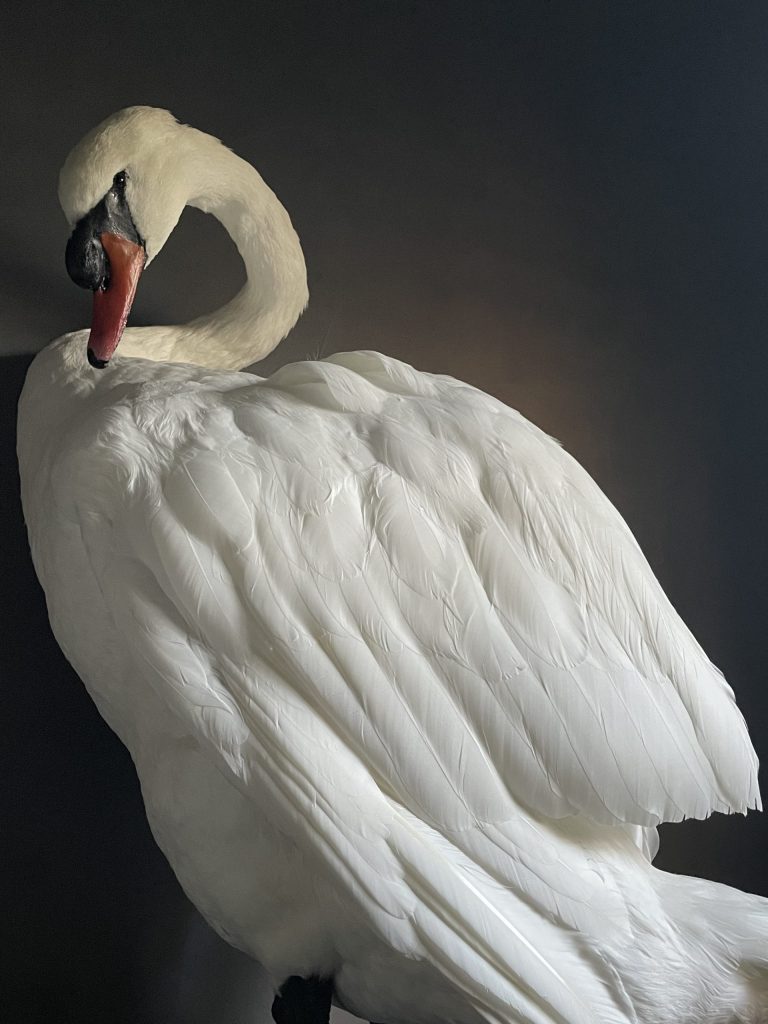 Taxidermy stuffed mute swan