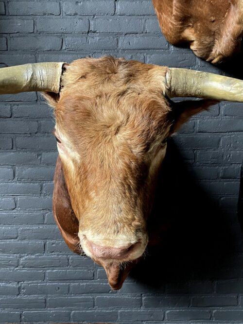 Impressive stuffed bull's head
