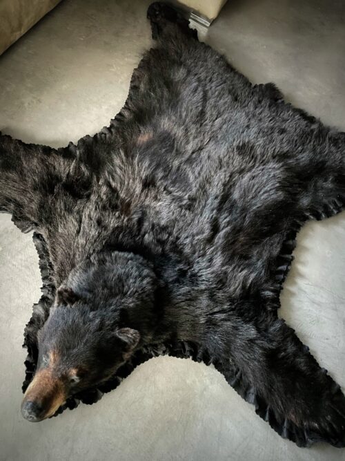 Skin of a black bear XL