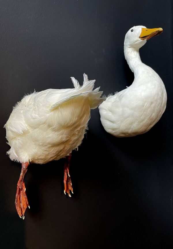 Taxidermy back of a white duck
